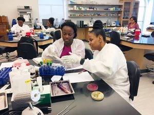 lab