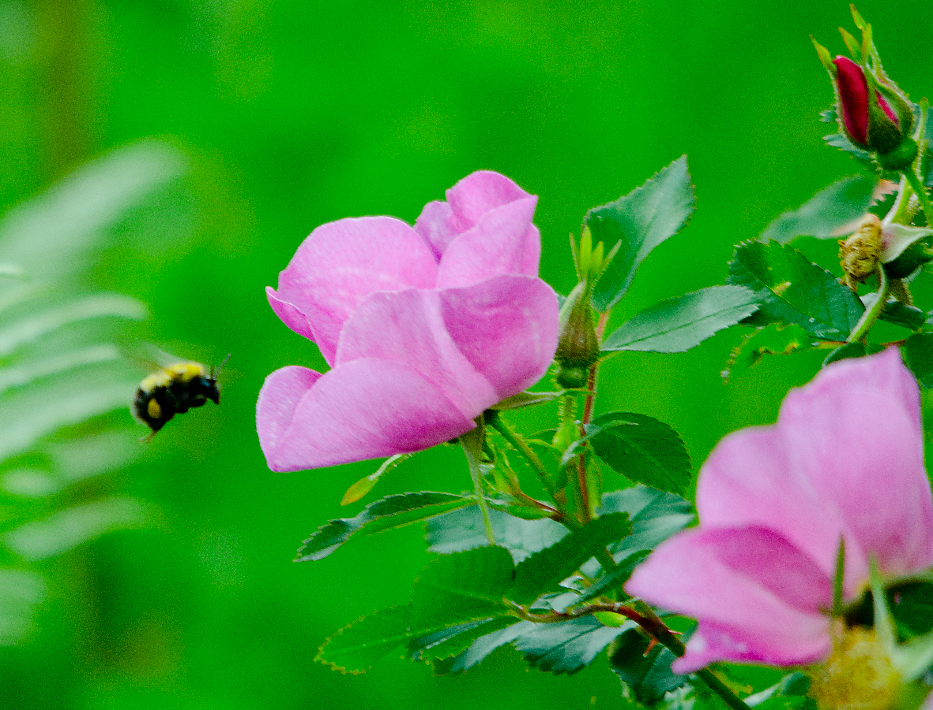 BEE AND ROSES