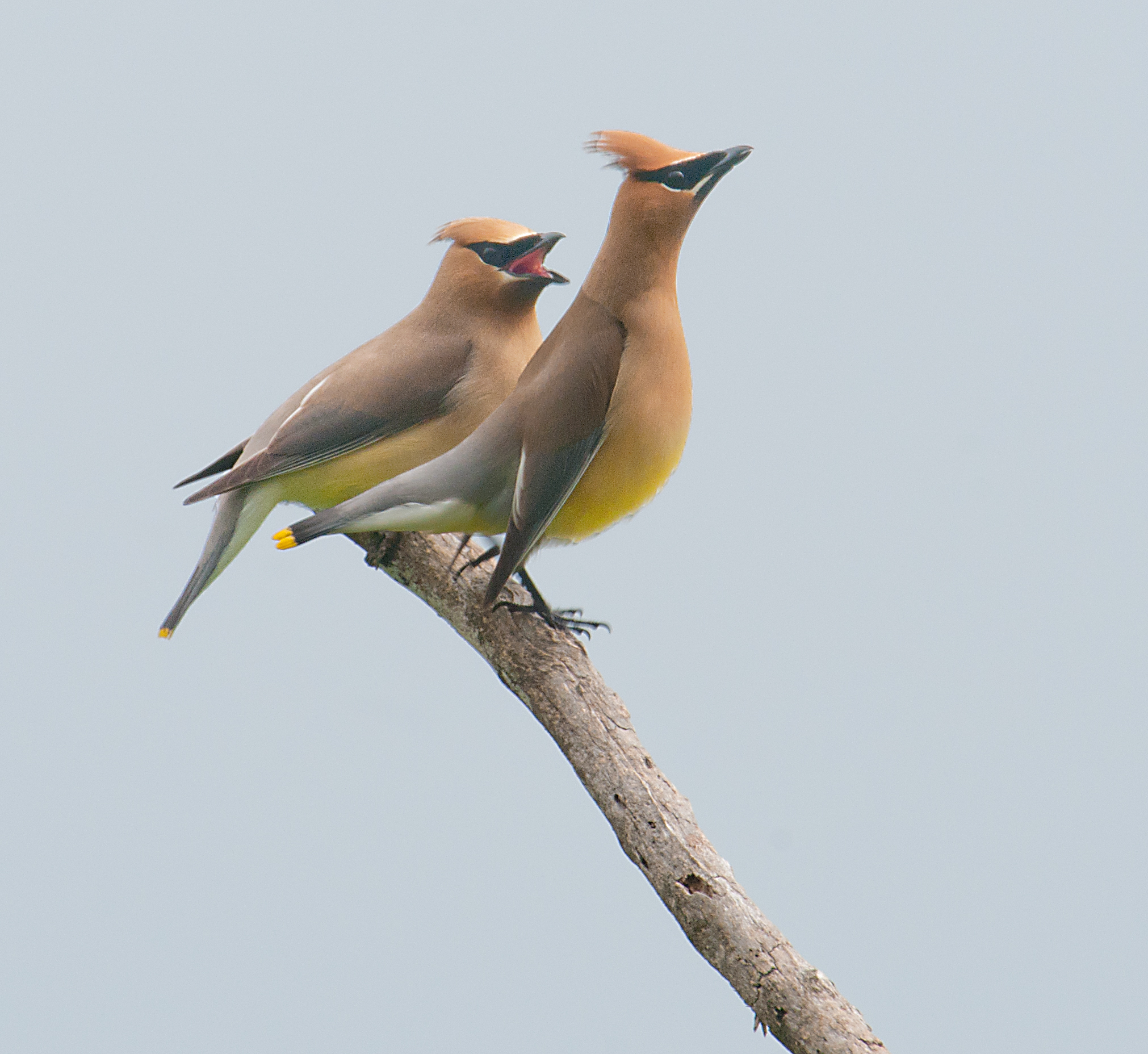 CEDAR WAXWINGS