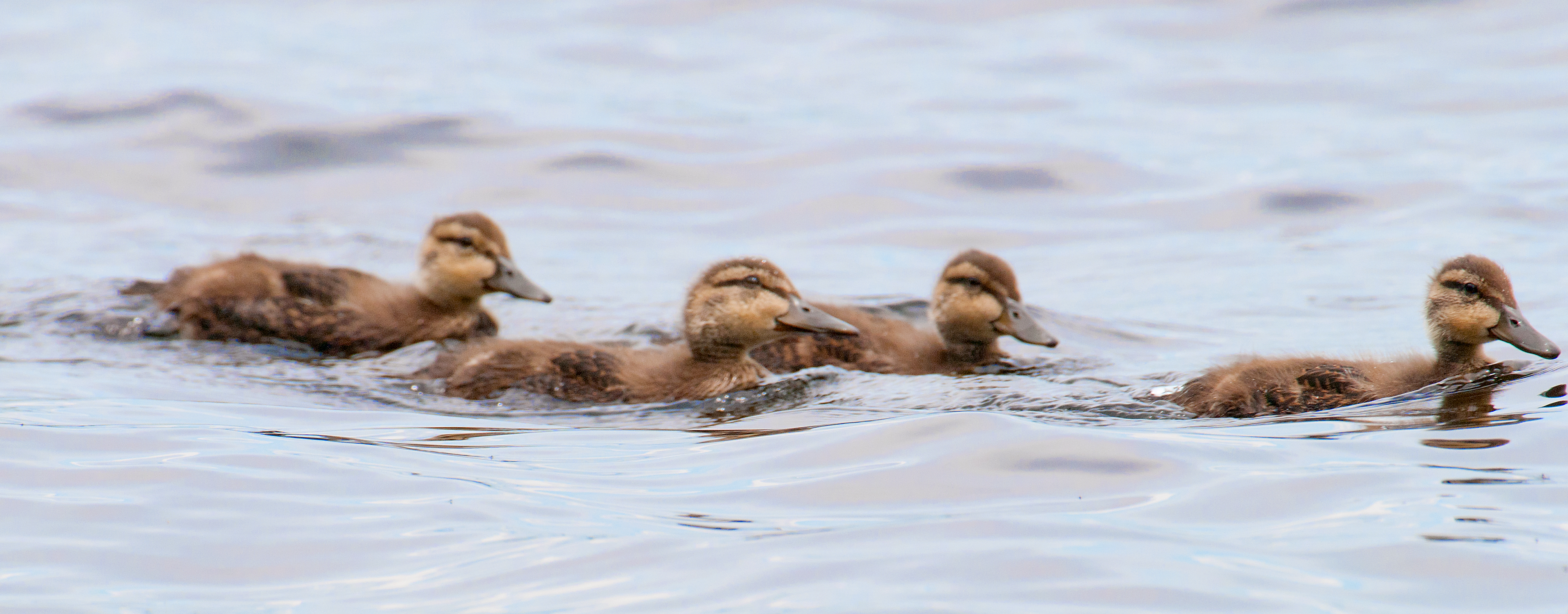 DUCKLINGS