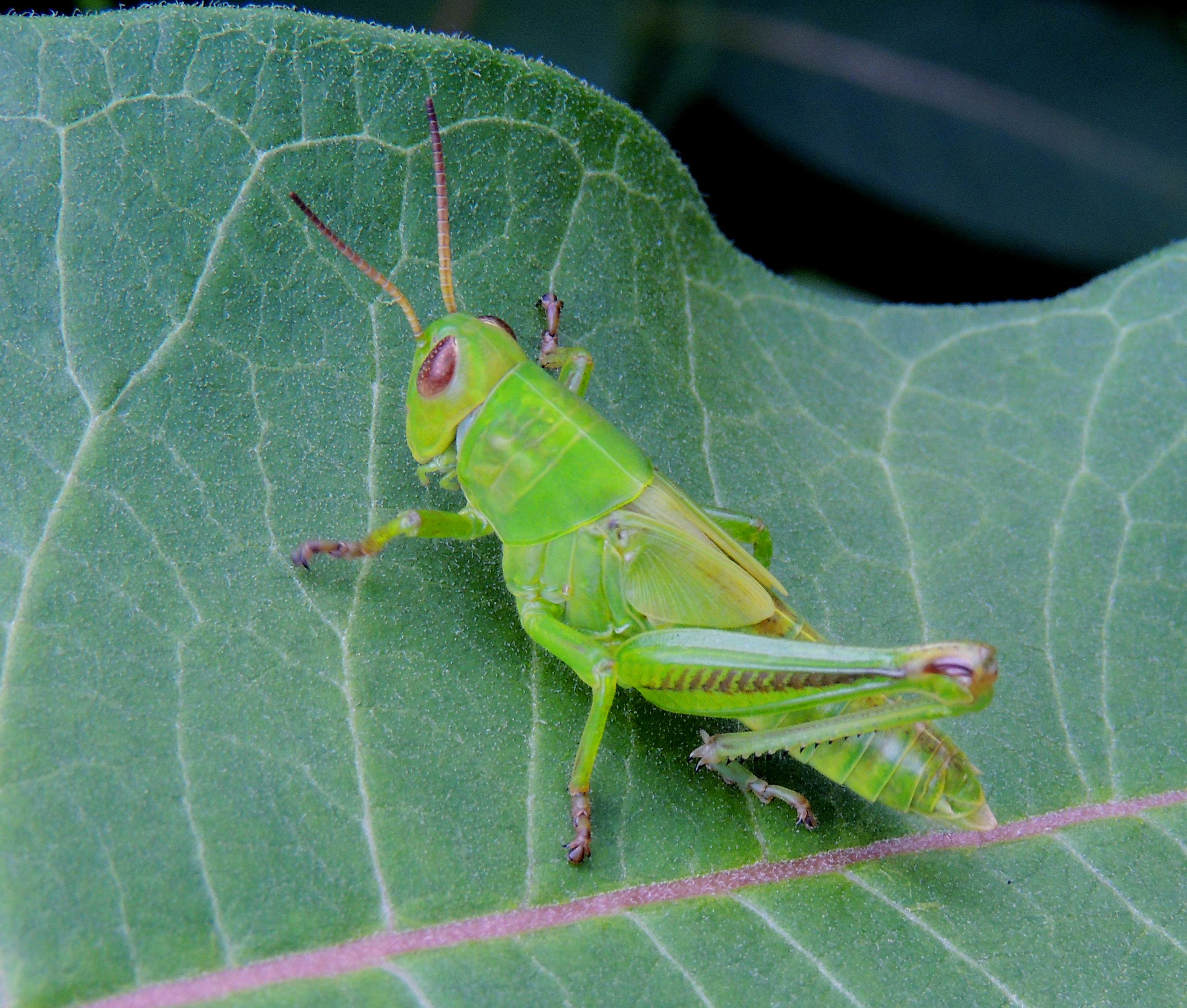 GRASSHOPPER