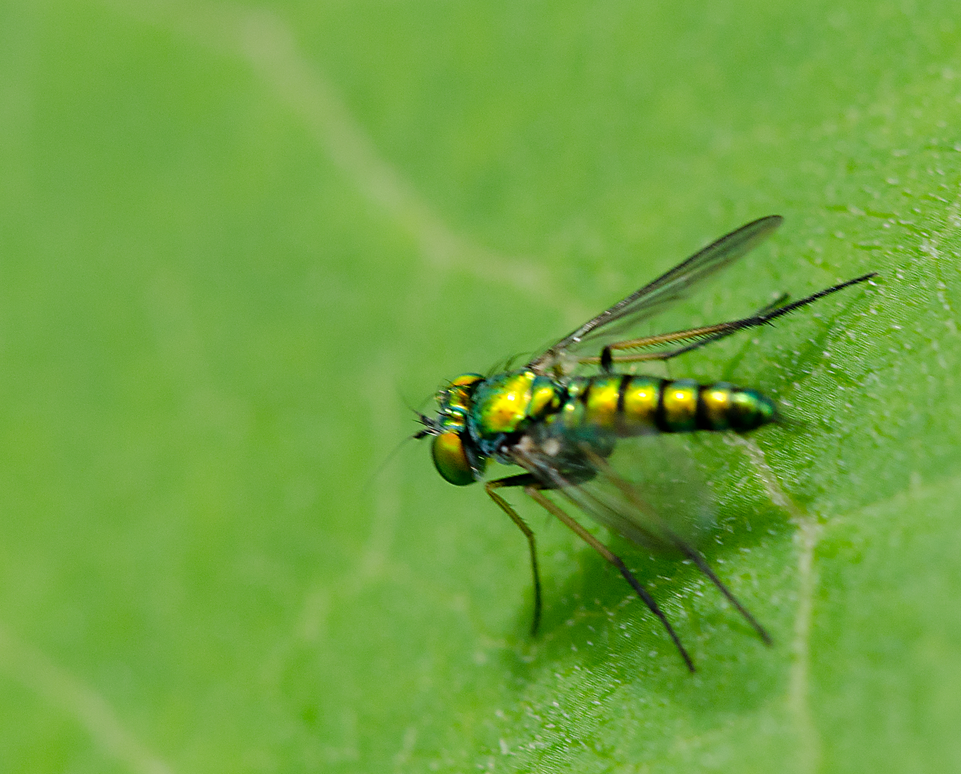GREEN FLY