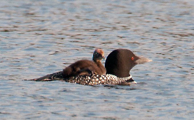 LOON AND CHICK BEST