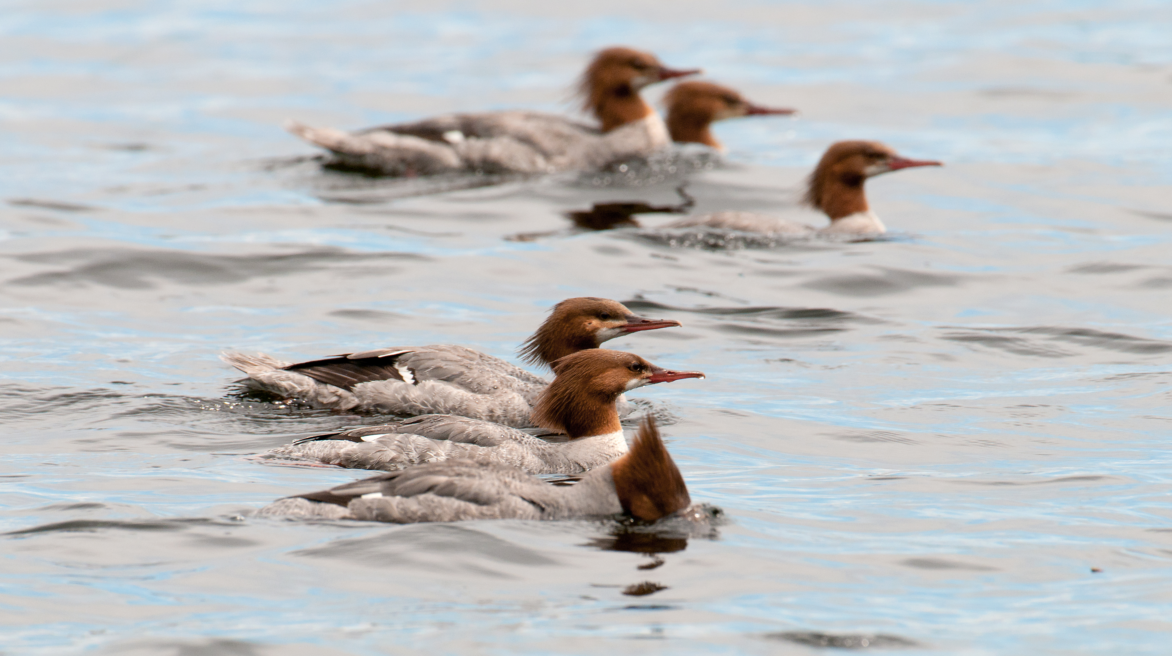 MERGANSERS