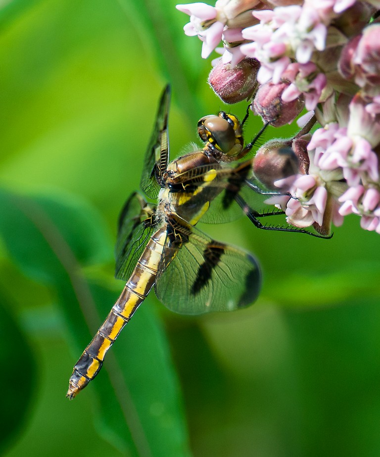 DRAGONFLY (Medium)