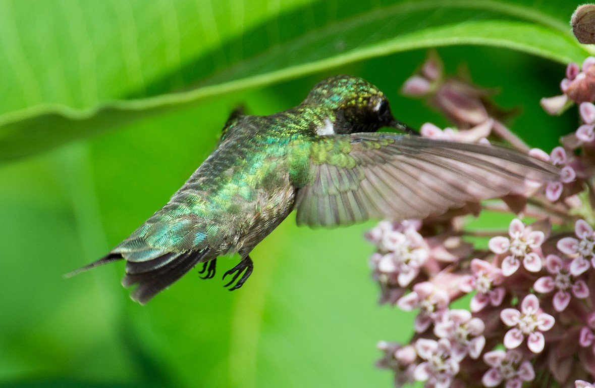 HUMMER 4 (Medium)