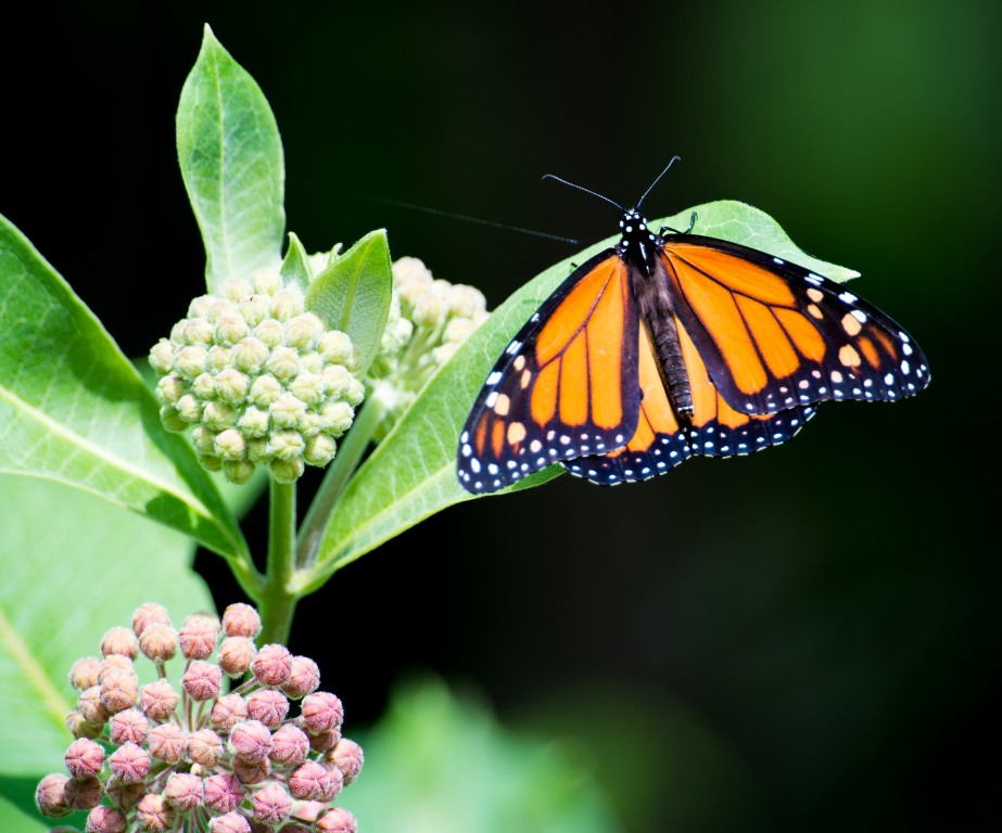 MONARCH (Medium)