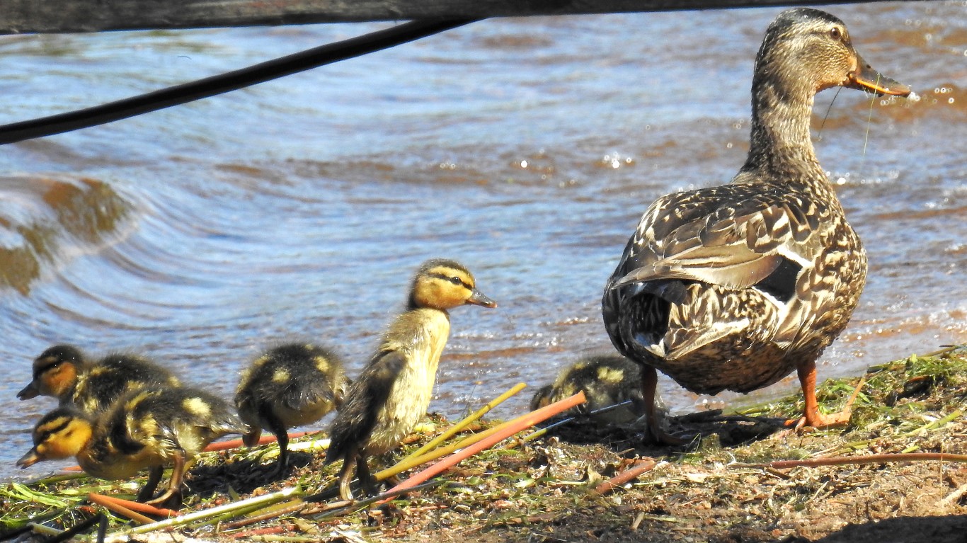 DUCKS 1 (Medium)
