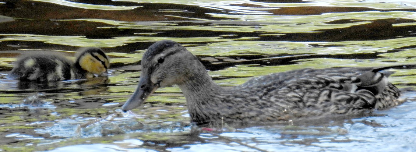 DUCKS 2 (Medium)