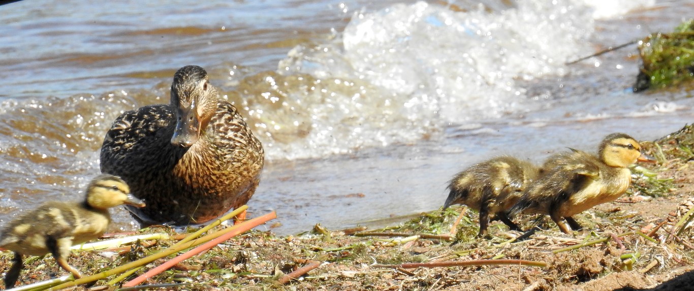 DUCKS 3 (Medium)