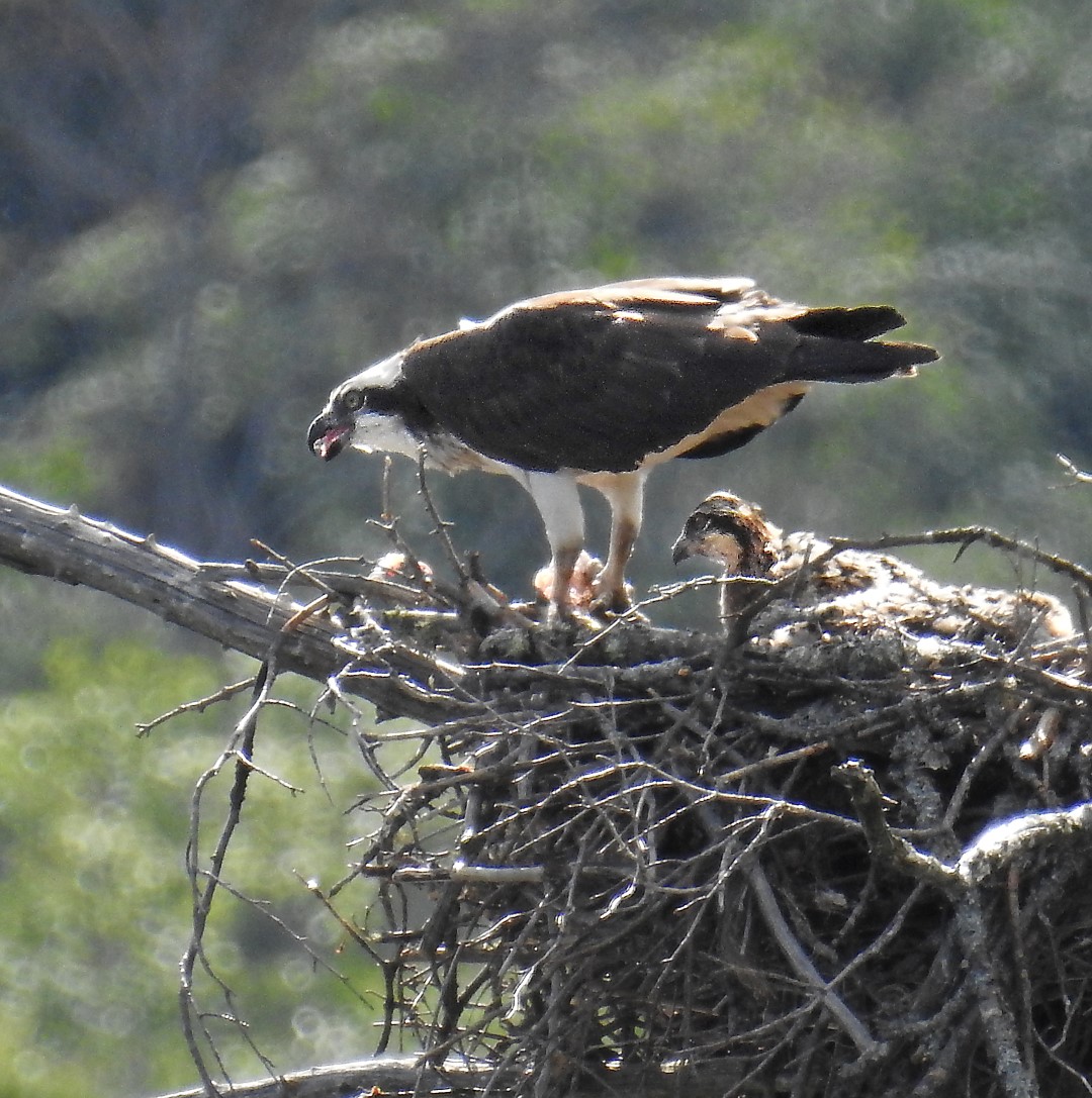 OSPREY 1 (Large)