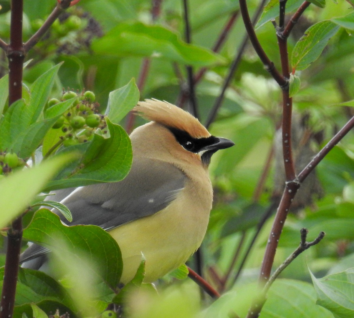 WAXWING 1 (Large)