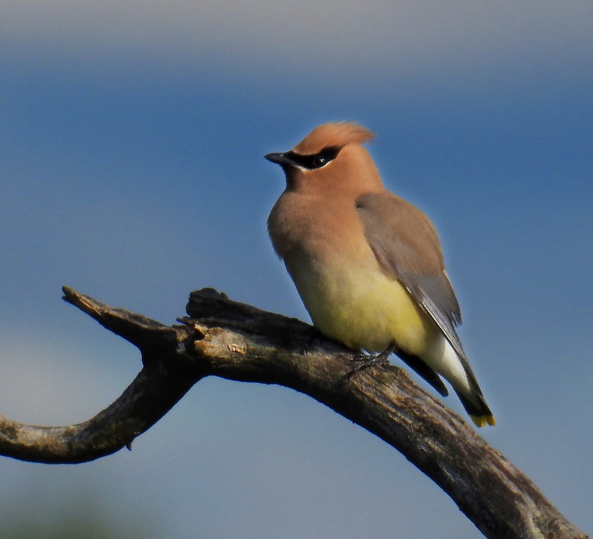 WAXWING 3 (Large)
