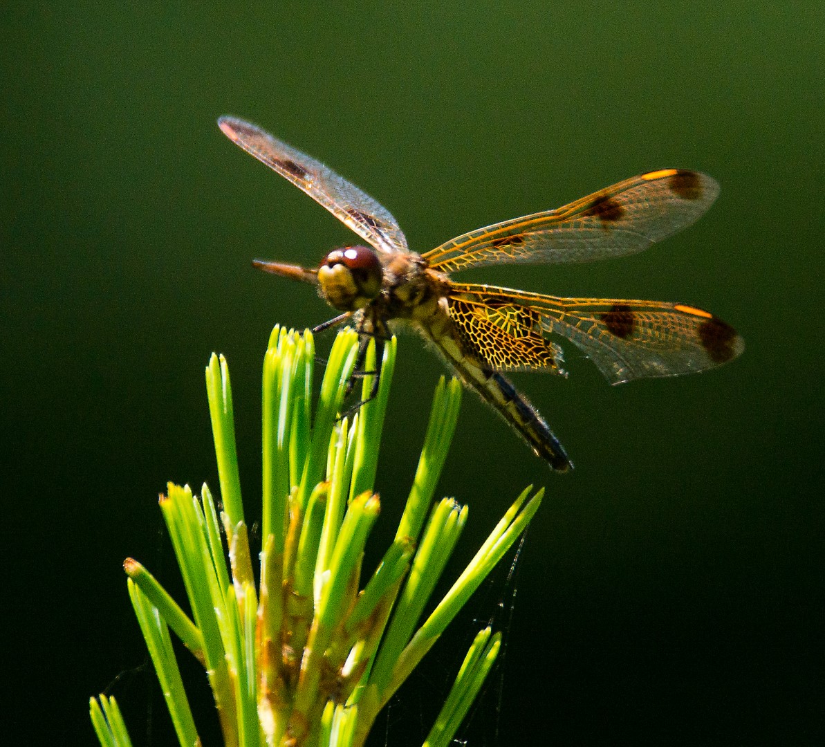dragonfly 1 (Large)
