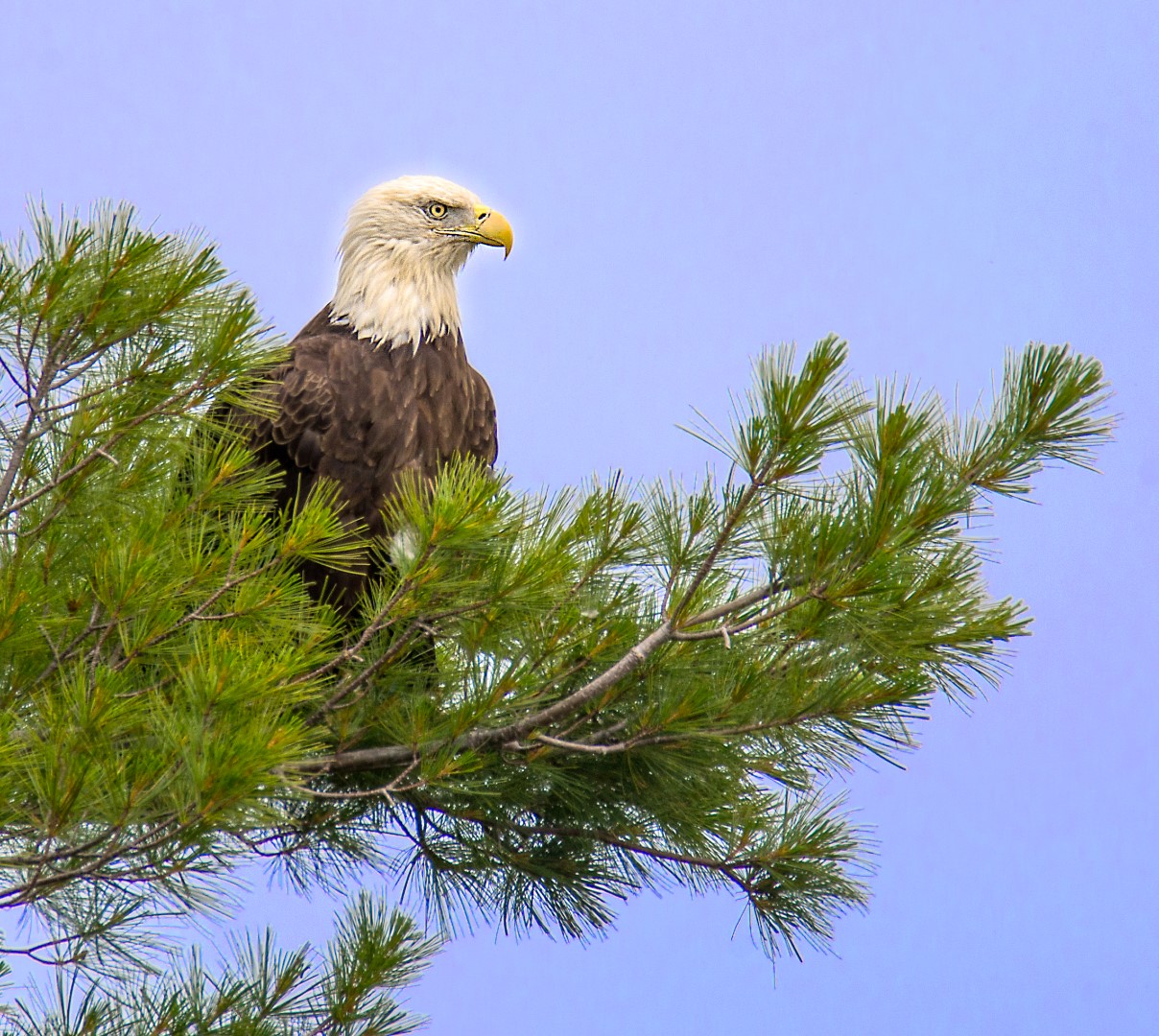 eagle (Large)