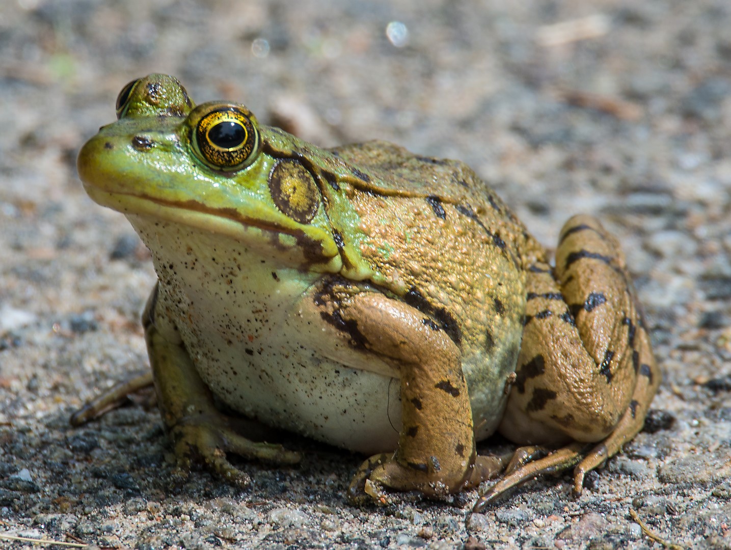 frog 1 (Large)