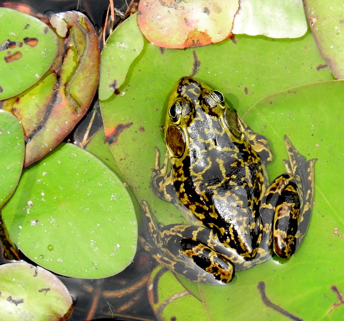 frog (Large)