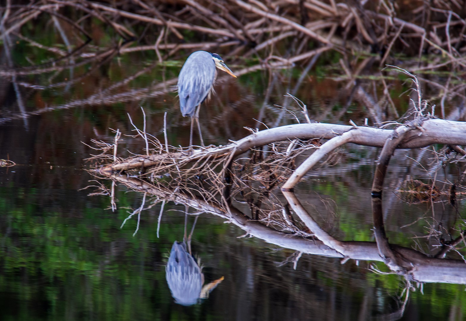 gbh long lake 1 (Large)