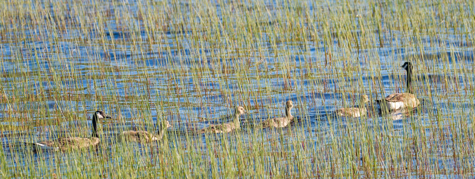 geese (Large)