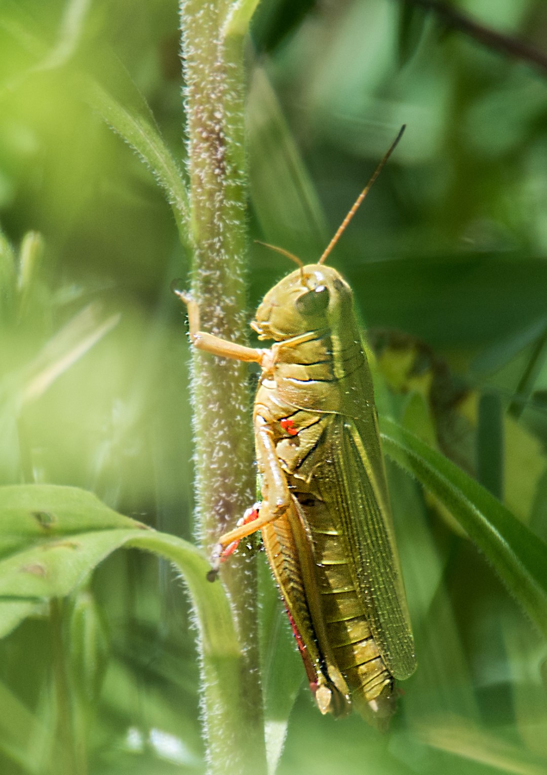 grasshopper 3 (Large)
