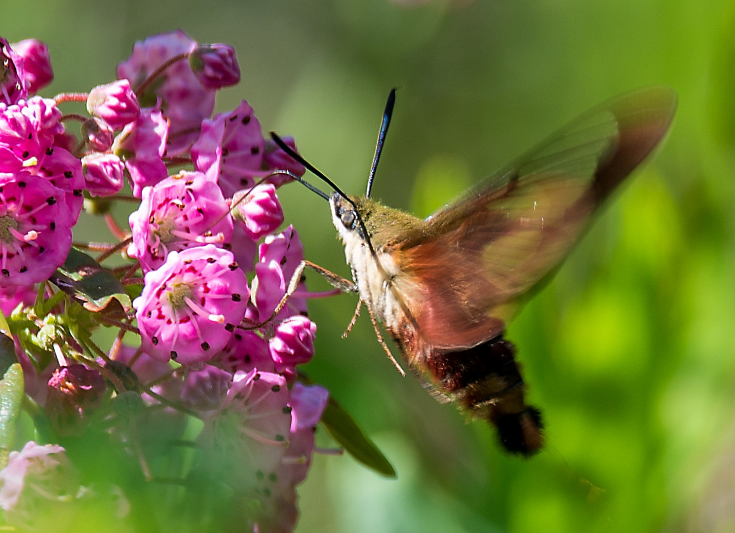 hummoth 1 (Large)