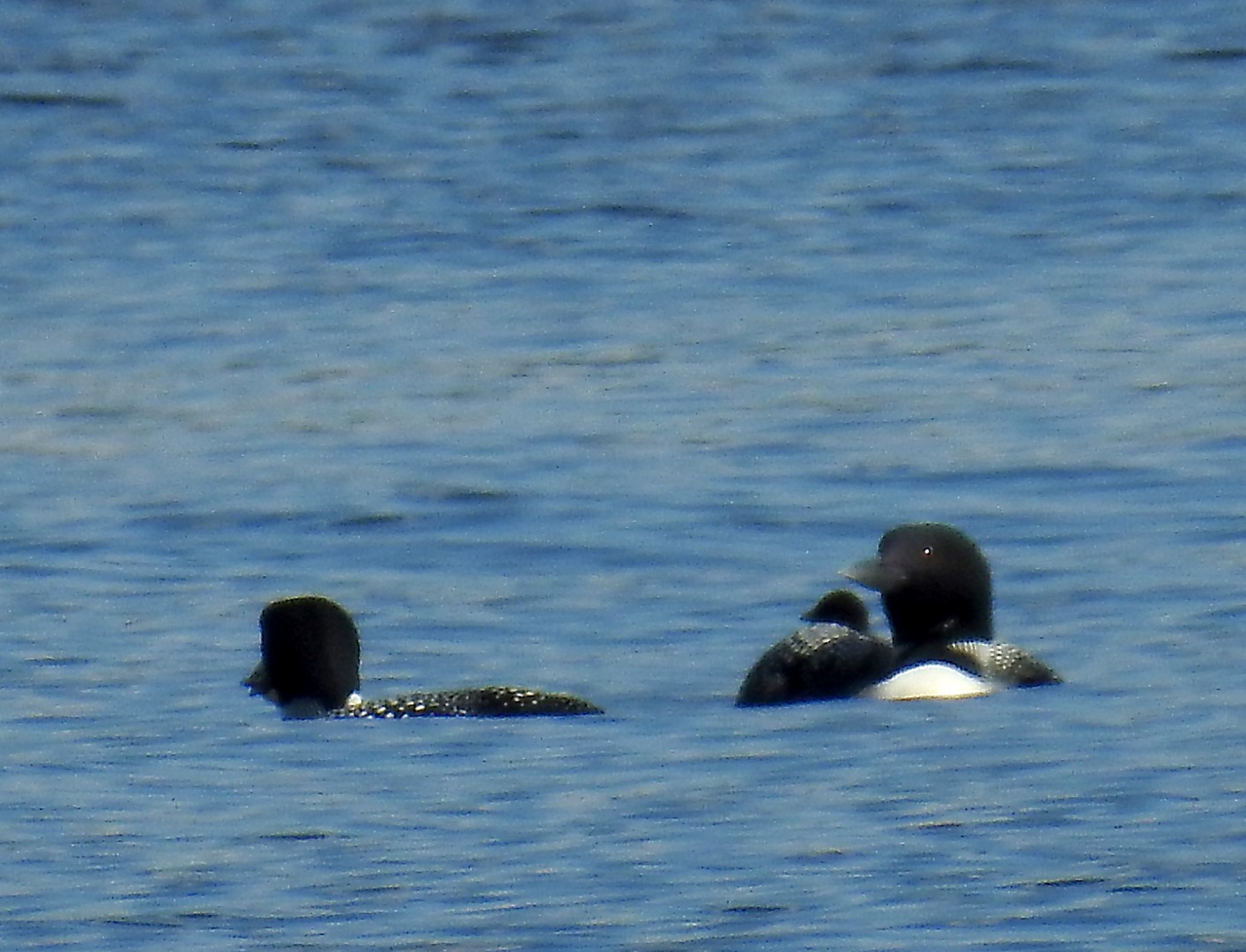 loon 1 (Large)