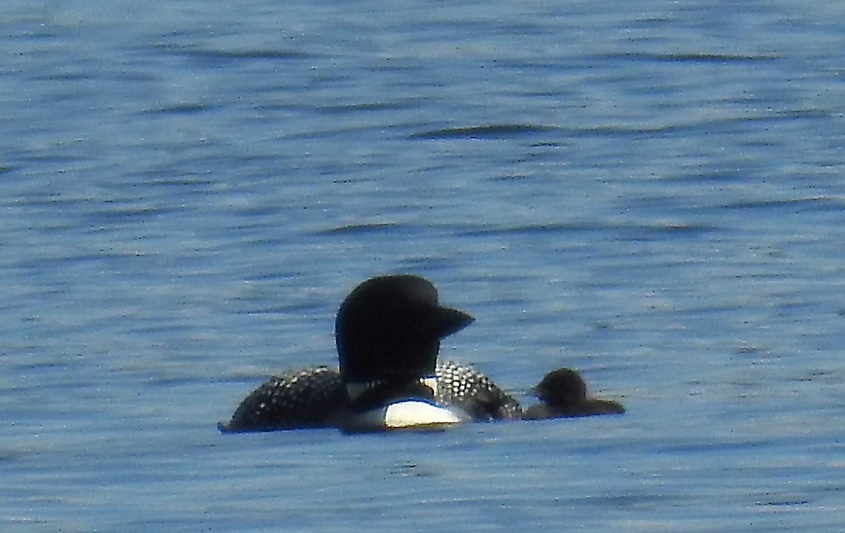 loon 2 (Large)