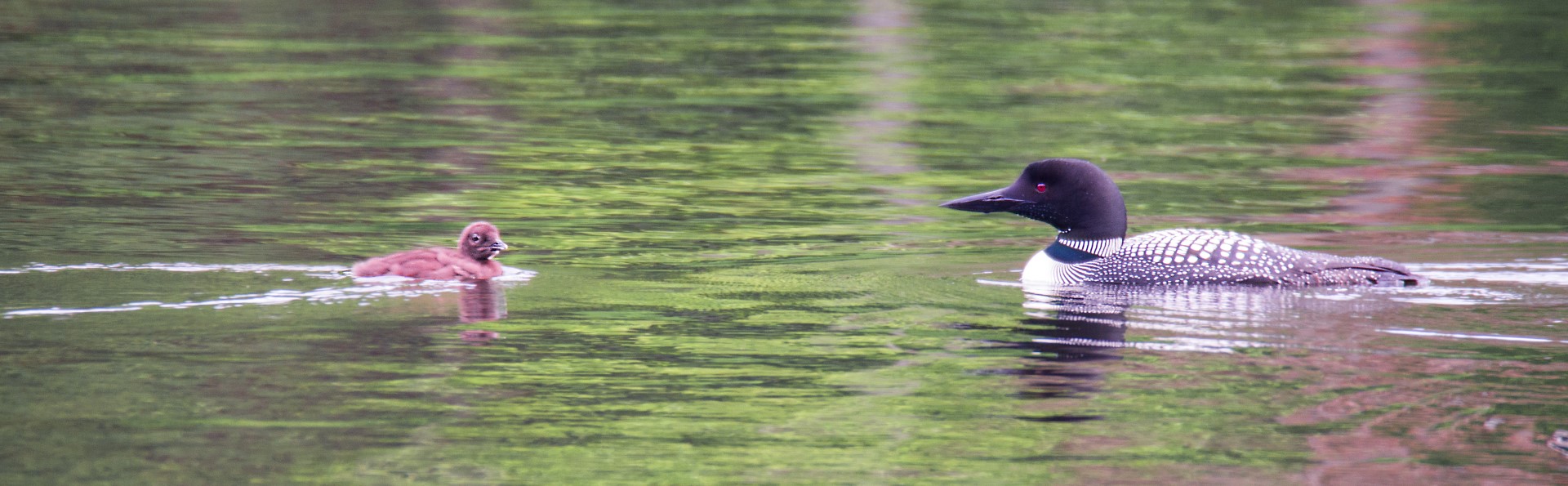 loon parent and child - Copy (Large)