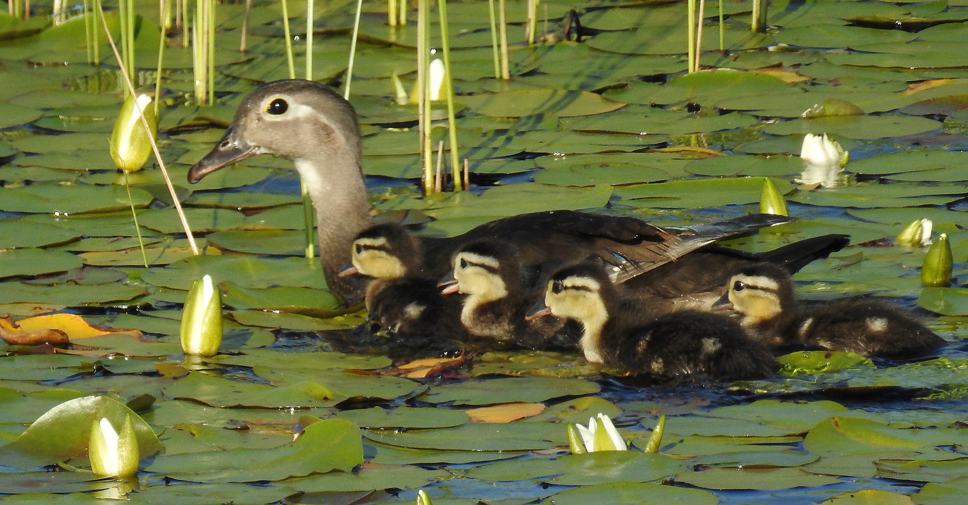mom and chicks 2 (Large)