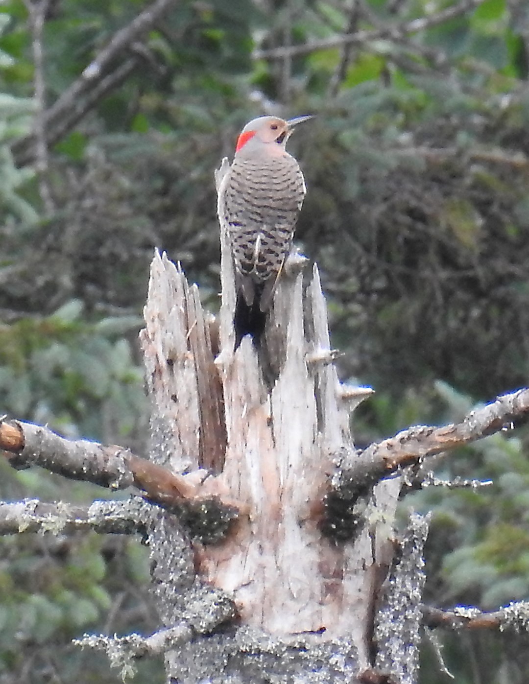 norther flicker 1 (Large)