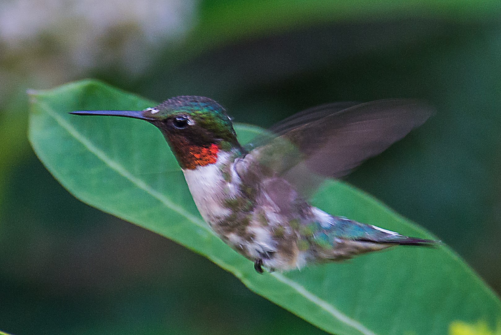 ruby hummer 2 (Large)