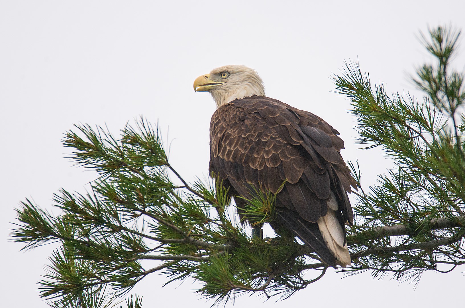 tupper eagle (Large)
