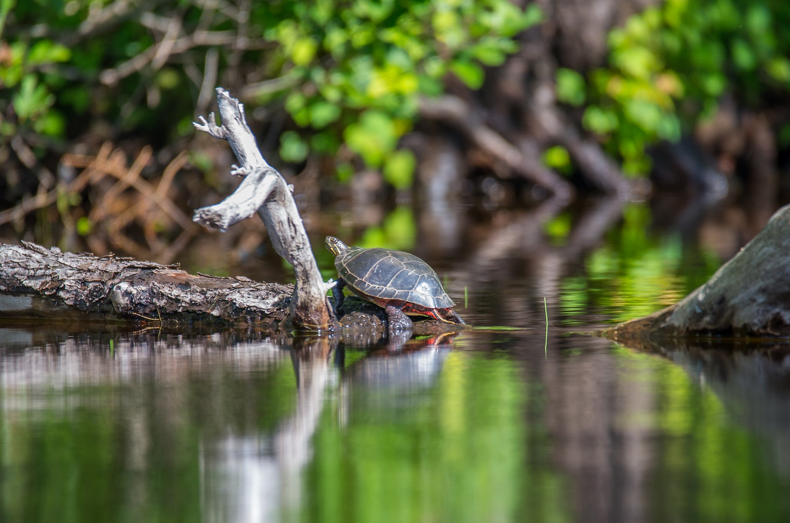 turtle raquette (Large)