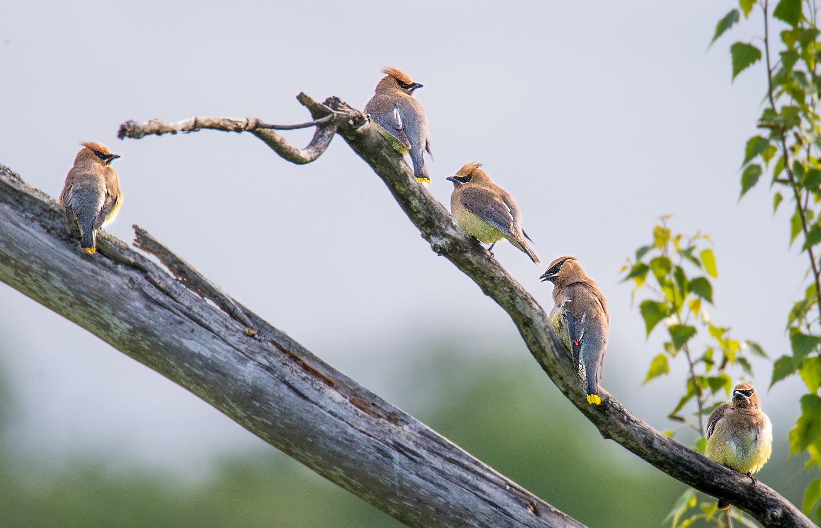 waxwing group 2 (Large)