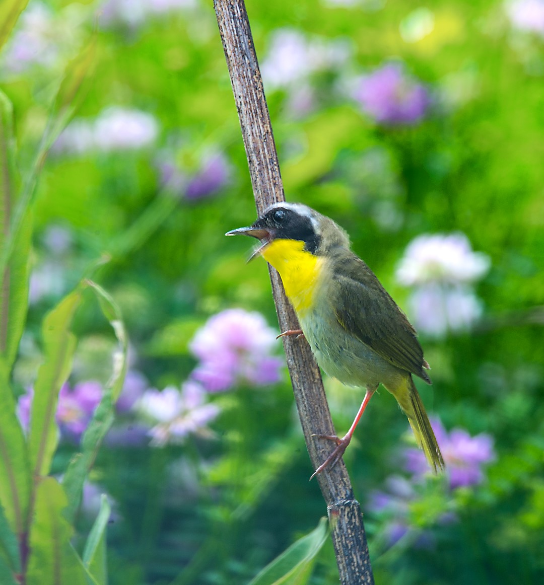 yellowwarbler (Large)