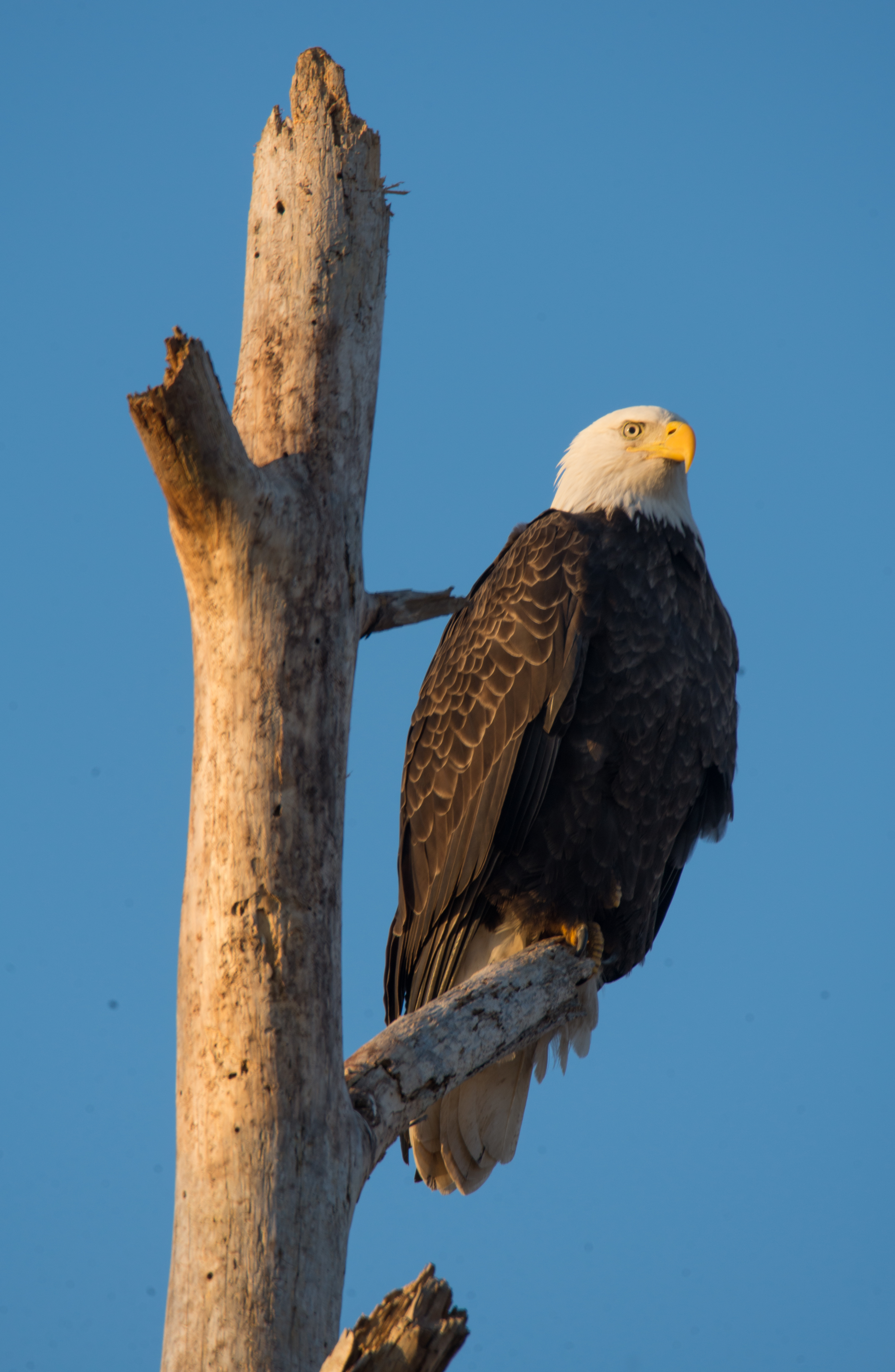 eagle on a branch