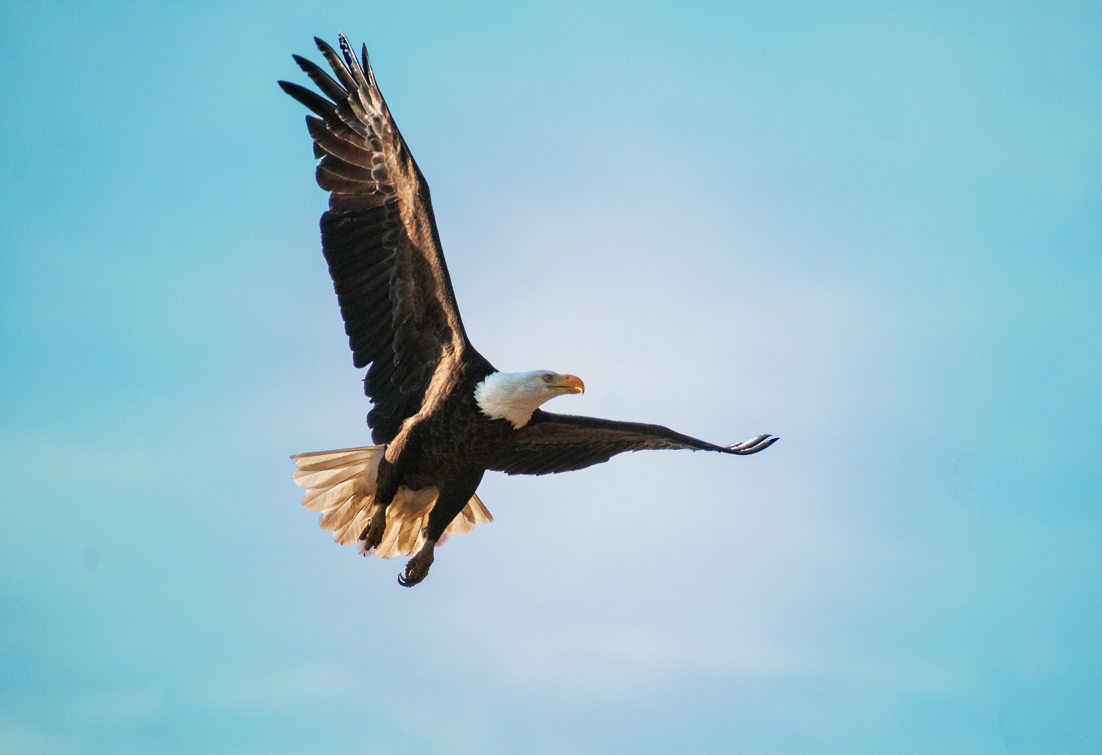 eagle in flight
