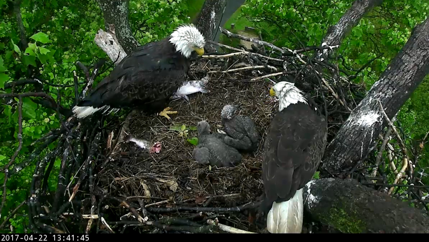Eagle family reunited 