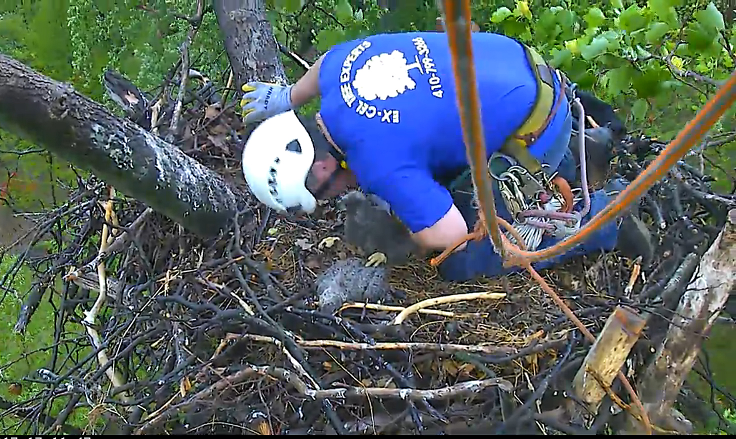 Tree man kisses bird
