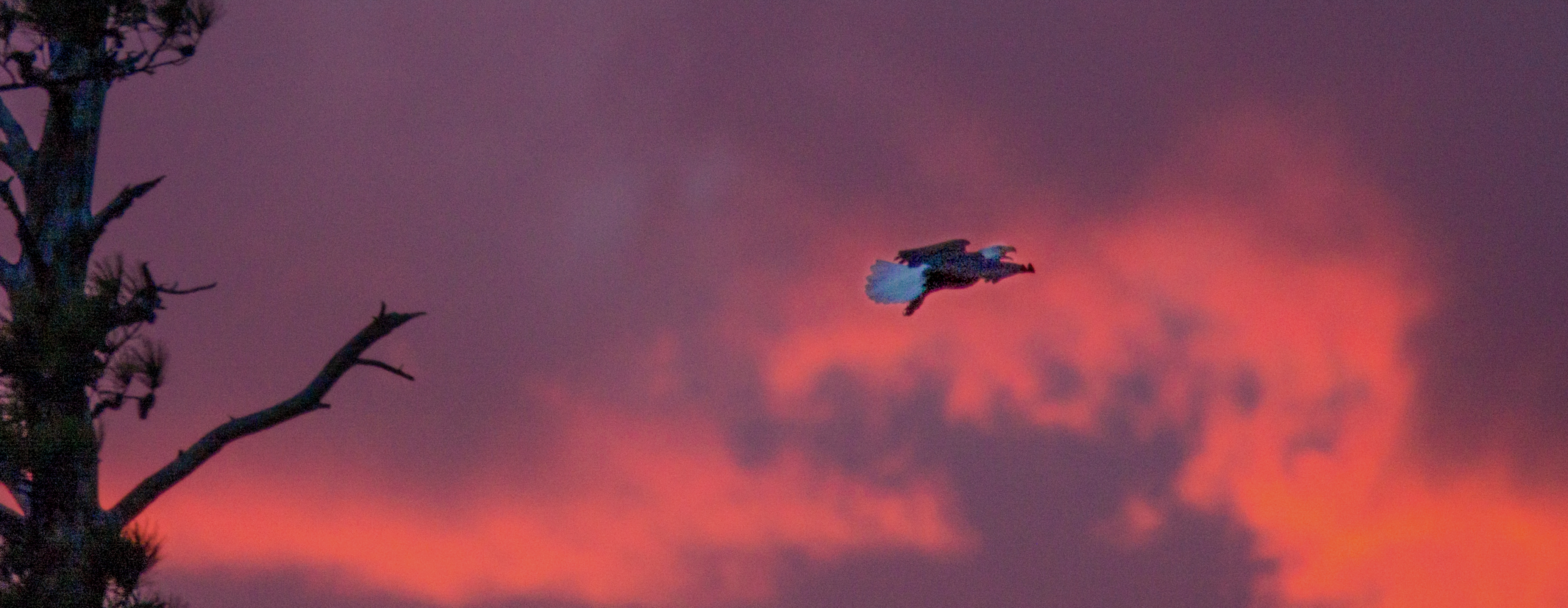 Eagle at sunset