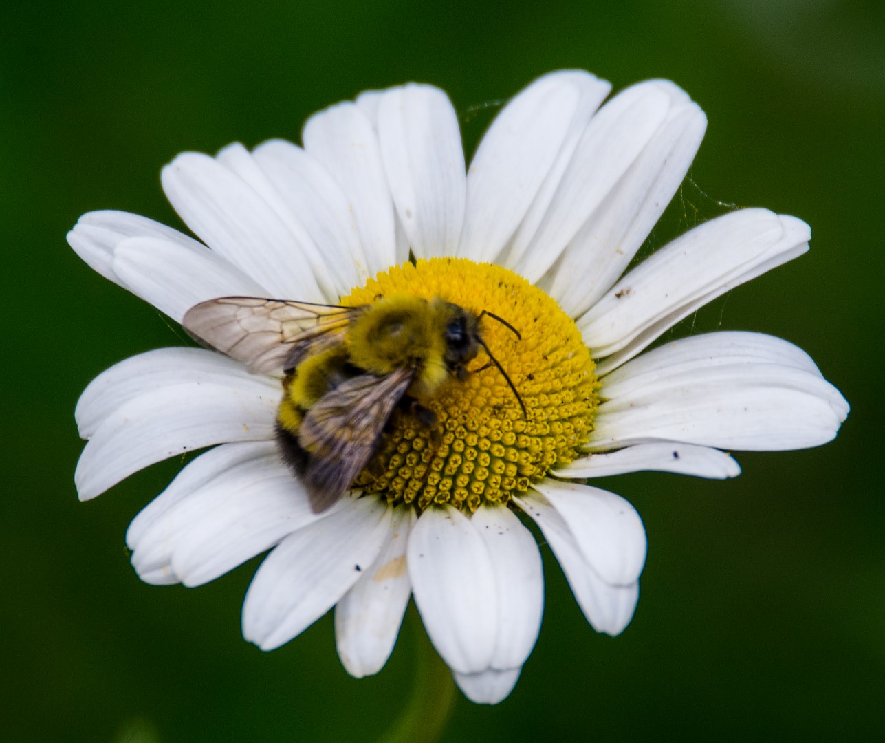 Bee on daisy