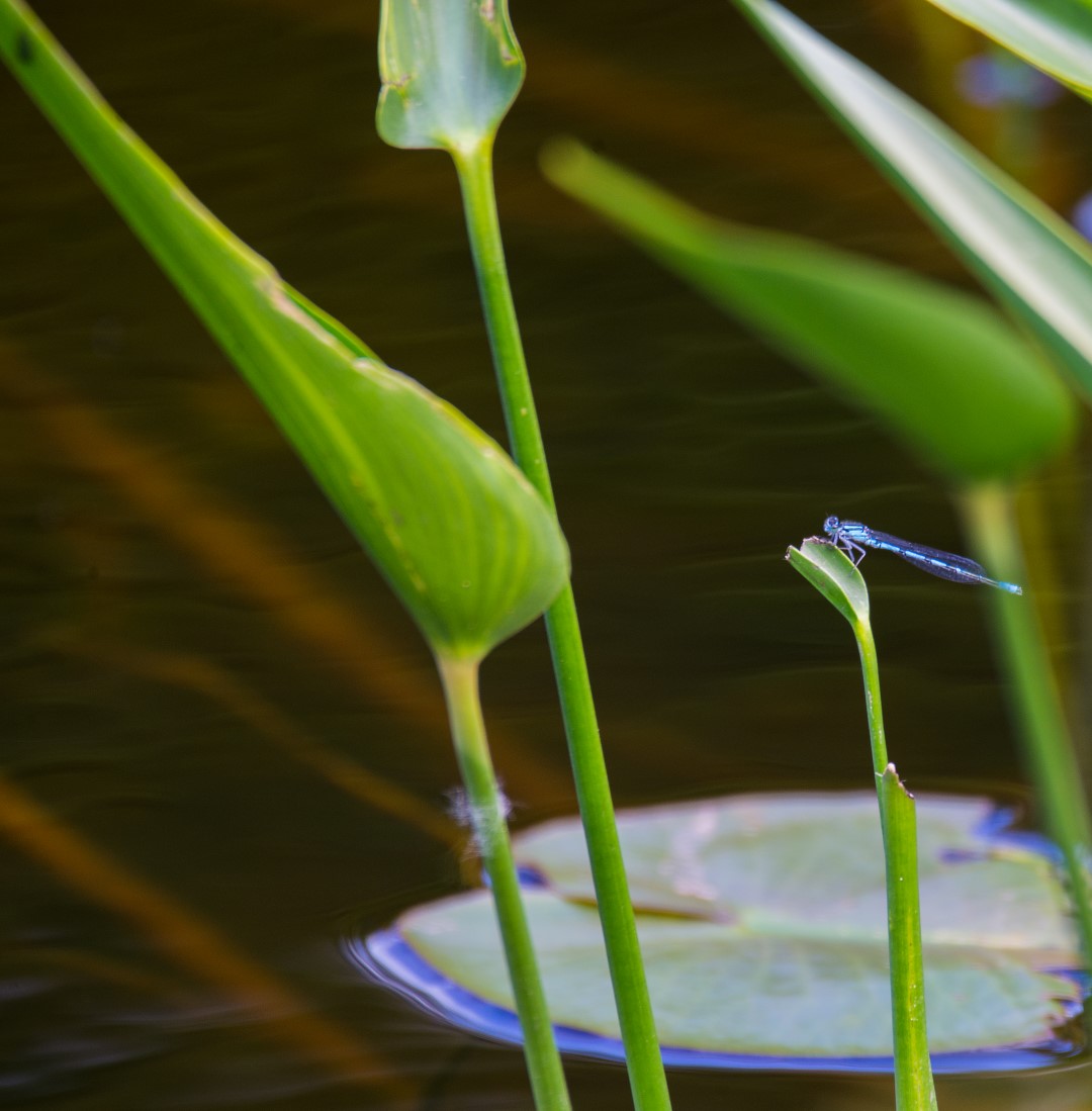 blue needle on grass