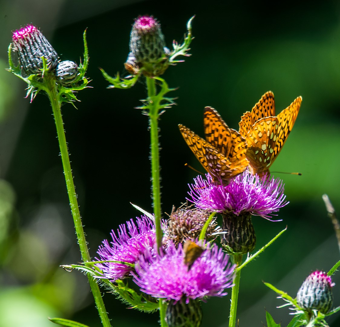 orange butterflies on purple thistle