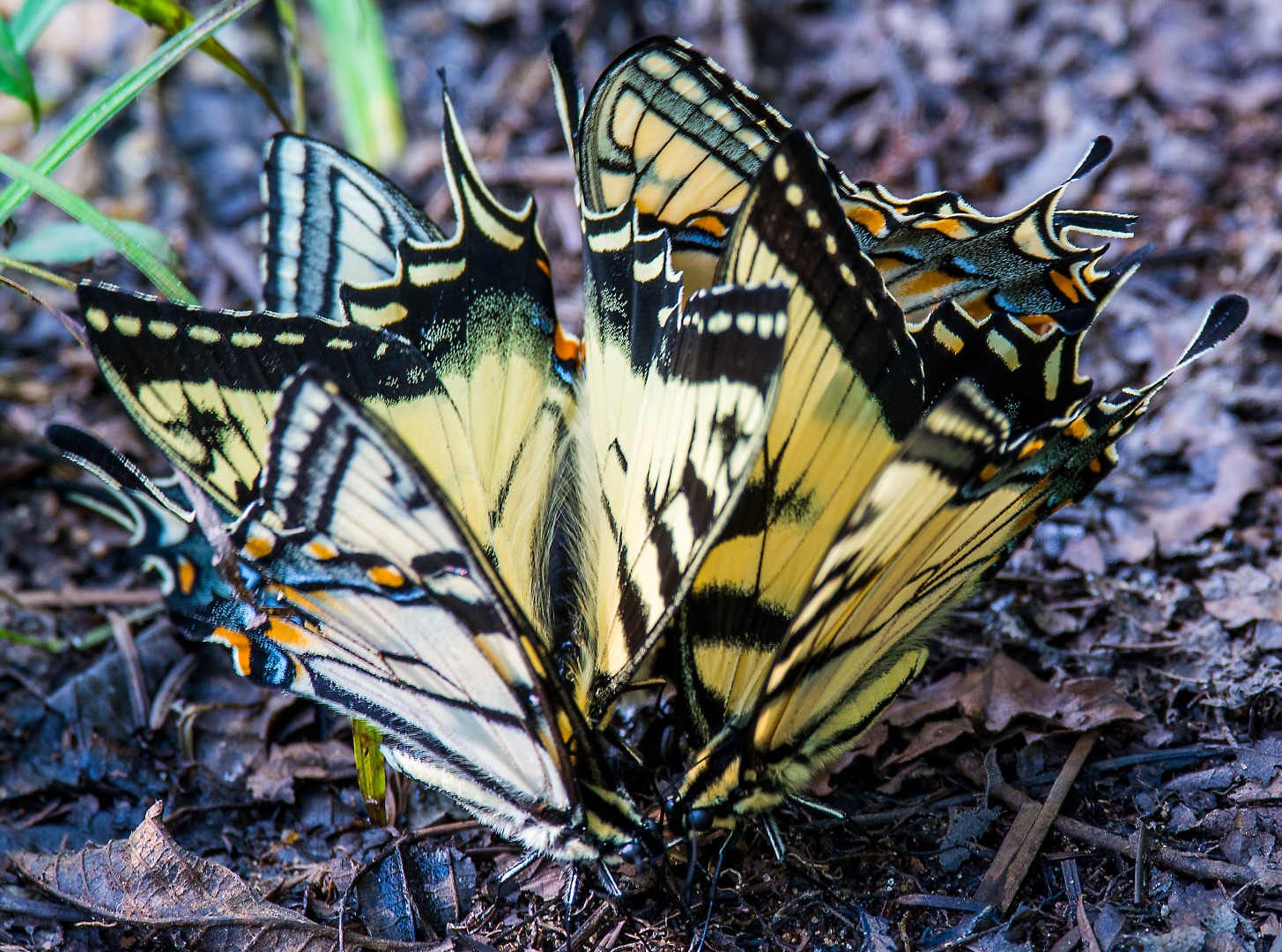 butterfly cluster