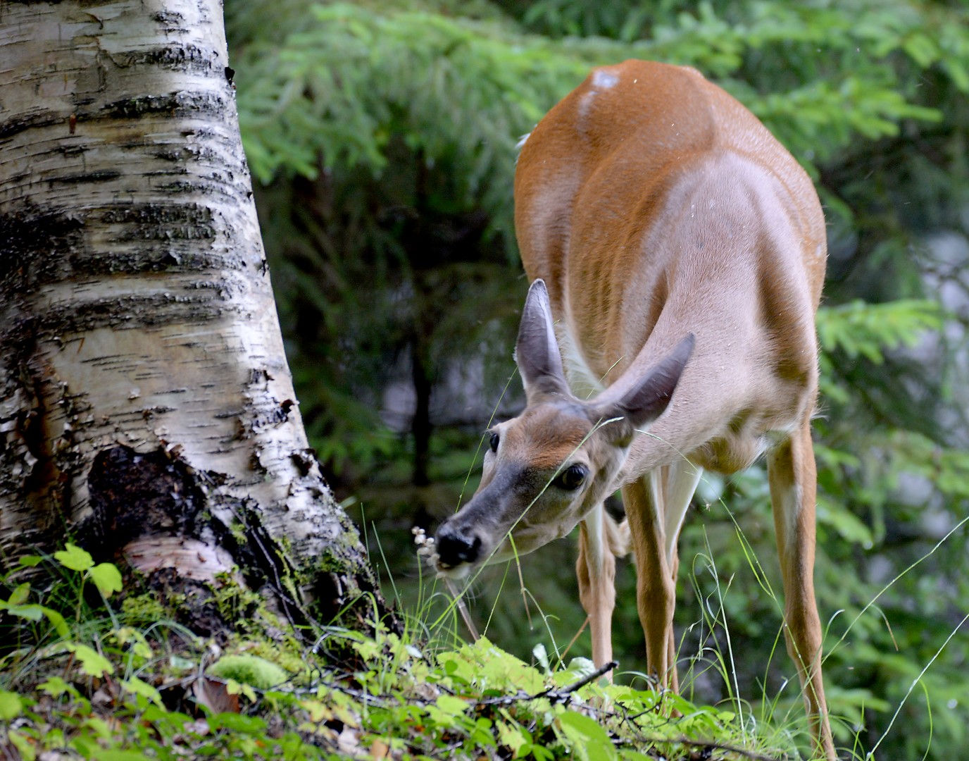 deer eating leaves