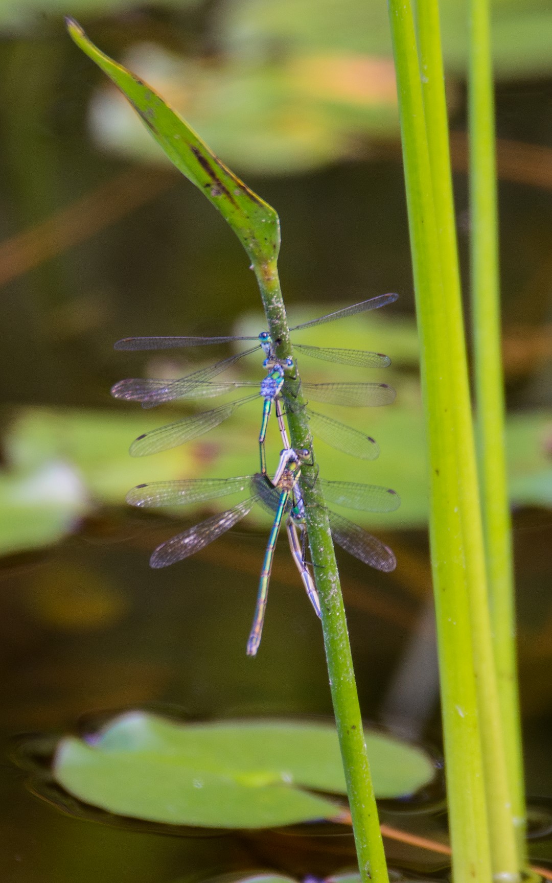 dragonflies mating