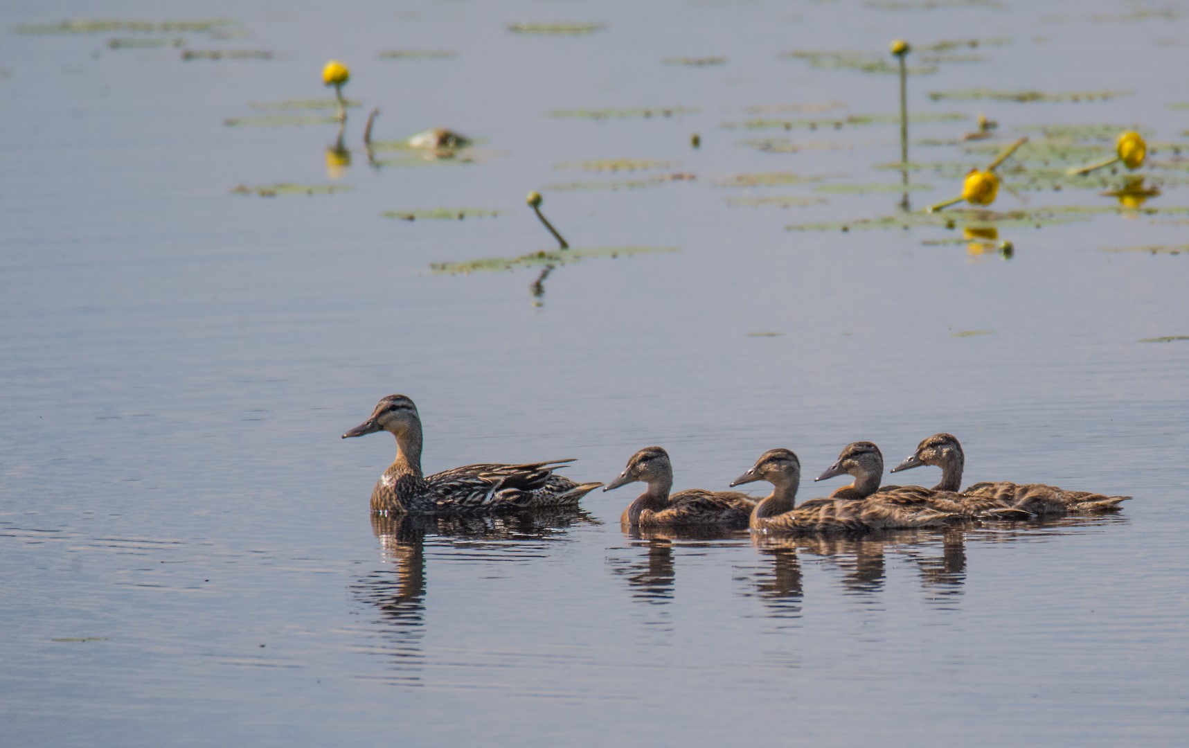 mother duck and chicks on Tupper Lake