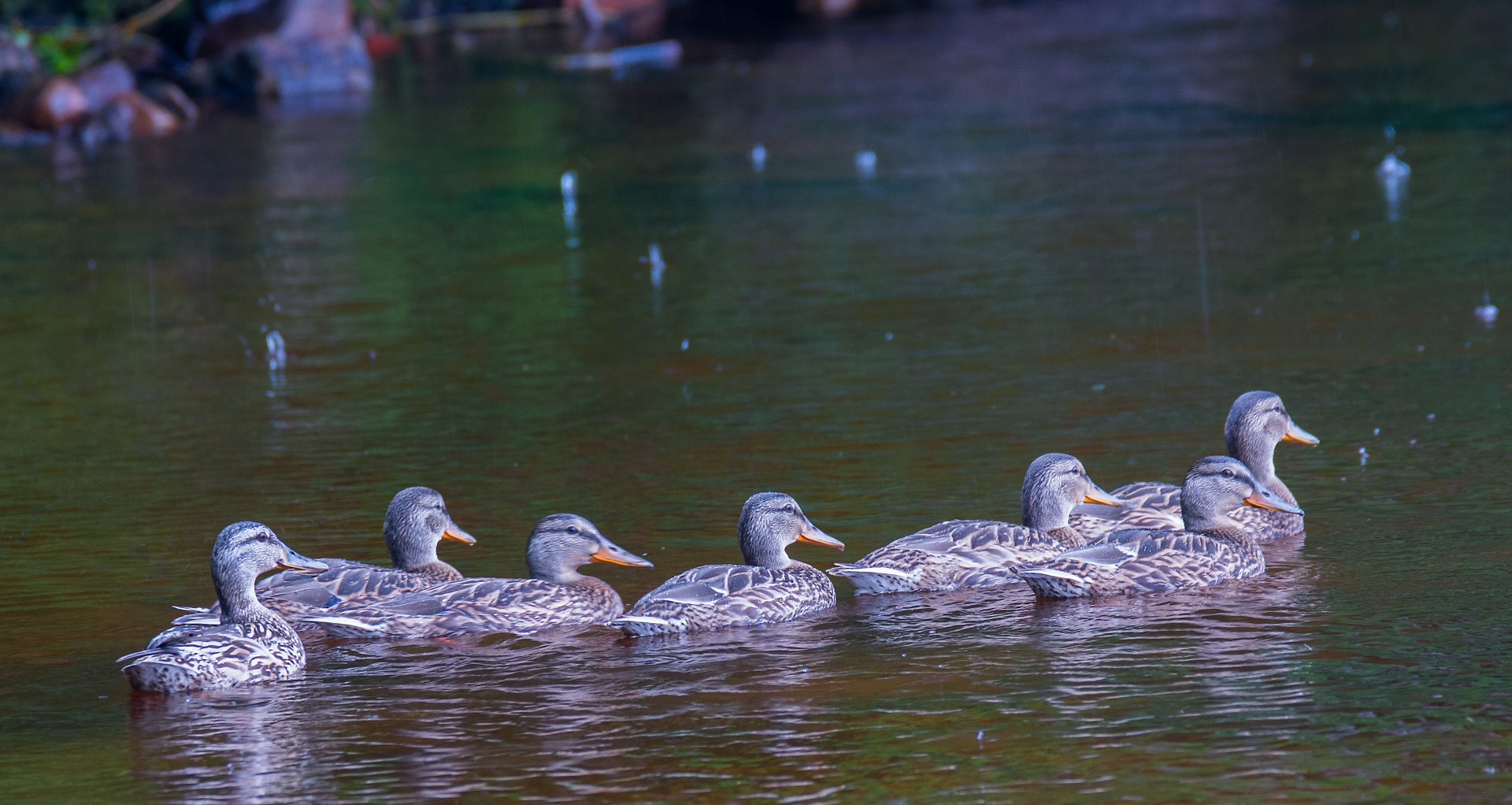 duck family on Saranac Lake