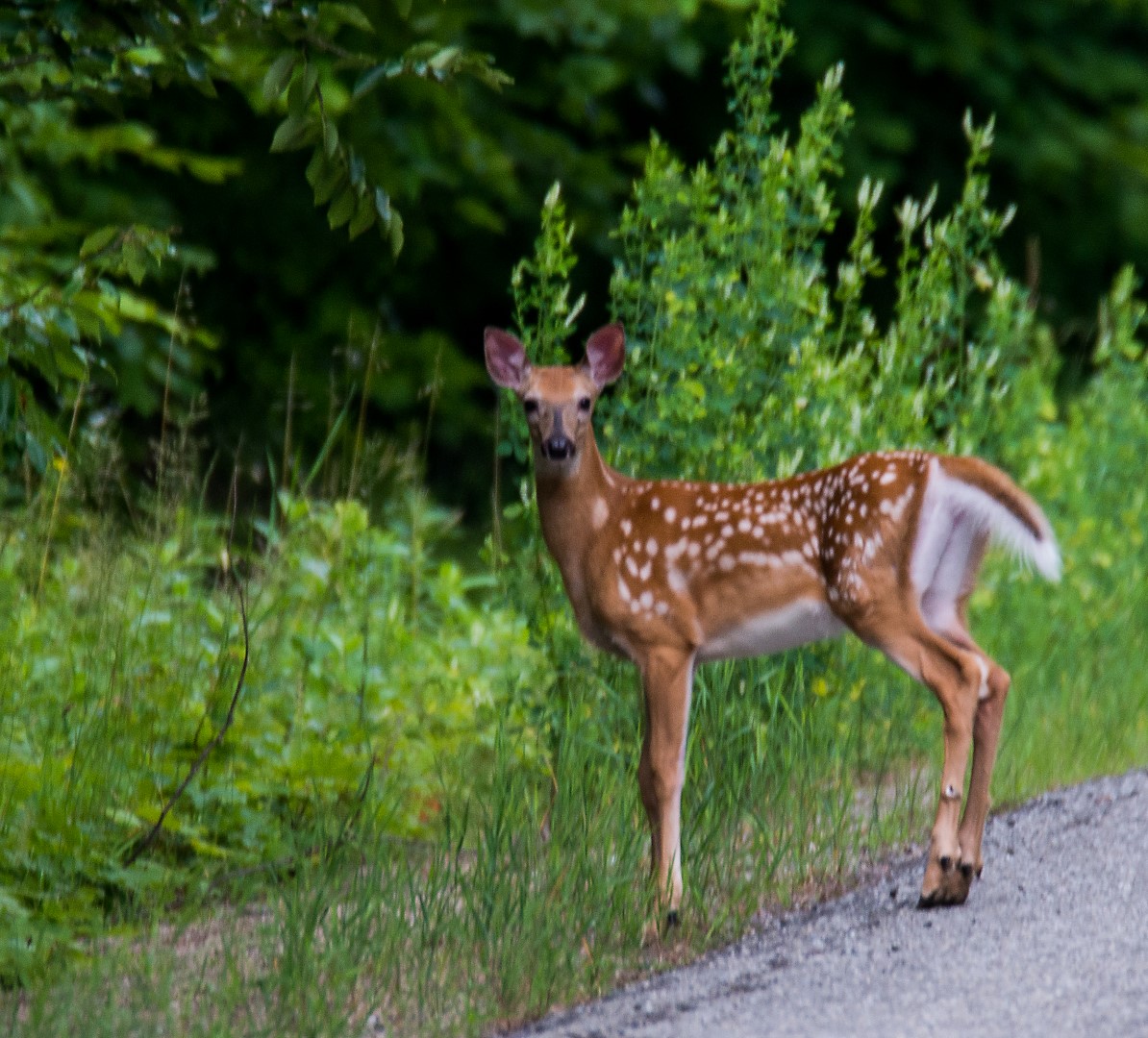 fawn on a back road