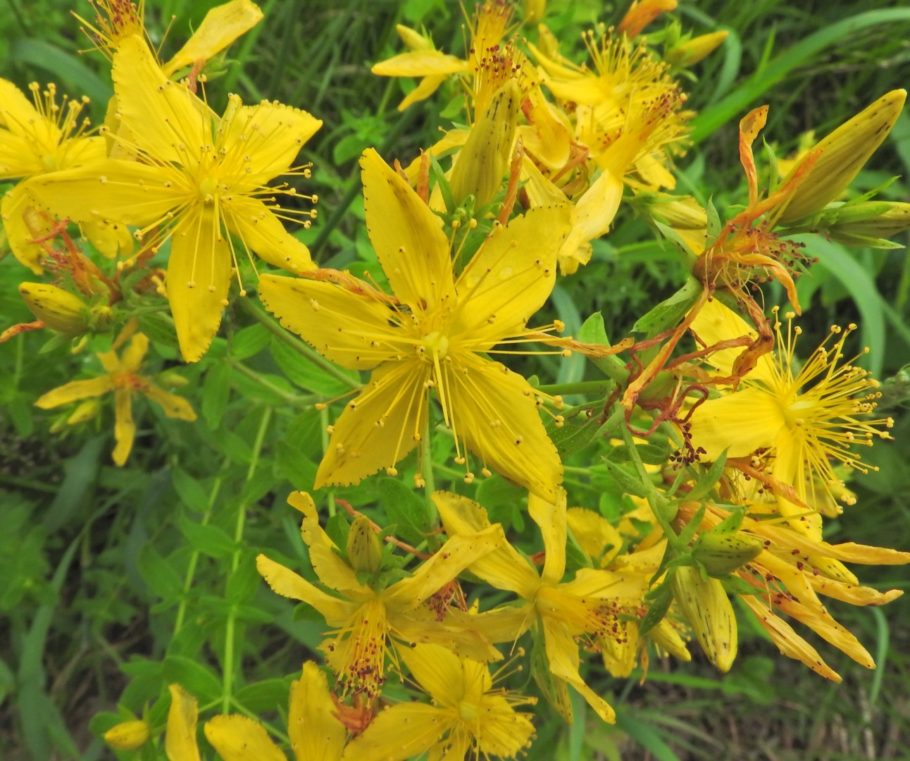 yellow flowers